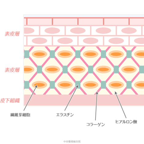 線維芽細胞の衰え。肌は眠っている状態なのです。